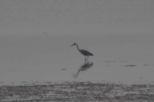 Grey Heron