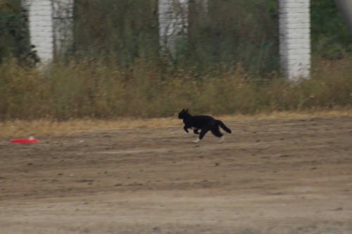 Domestic Cat