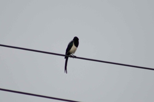 Oriental Magpie