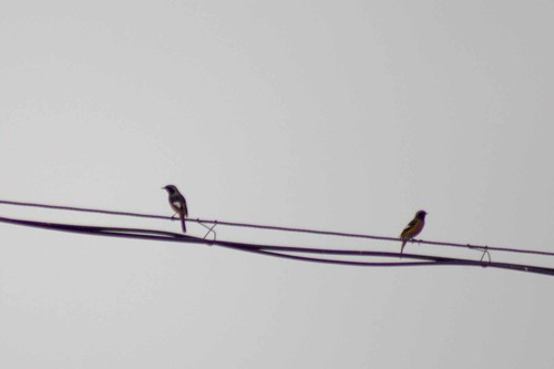 Daurian Redstart