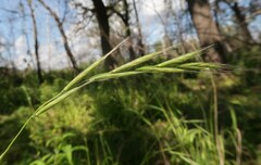 (c) Tatyana Sova, some rights reserved (CC BY) Brachypodium sylvaticum, photograph (c) Tatyana Sova, some rights reserved (CC BY)