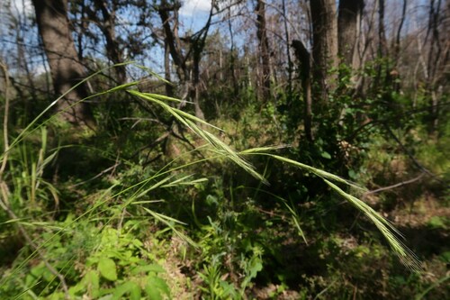 Brachypodium sylvaticum, photograph 1
