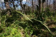 (c) Tatyana Sova, some rights reserved (CC BY) Brachypodium sylvaticum, photograph (c) Tatyana Sova, some rights reserved (CC BY)