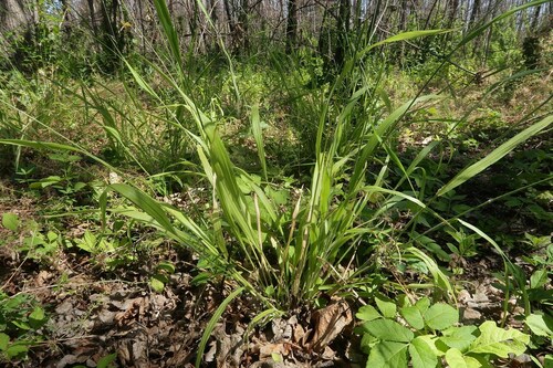 Brachypodium sylvaticum, photograph 2