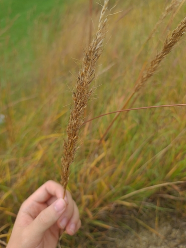 Sorghastrum nutans
