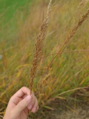 Sorghastrum nutans