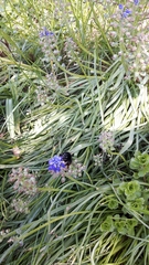Bombus
