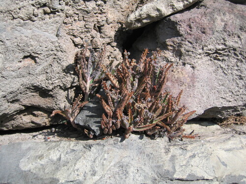 Kalanchoe × houghtonii, photograph 6