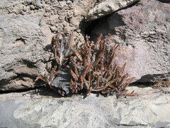 Kalanchoe × houghtonii, photograph (c) zebedeugalinha, some rights reserved (CC BY)