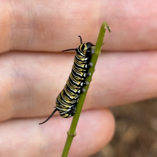 Monarch