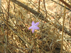 Pseuderanthemum praecox