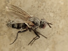 Triarthria setipennis