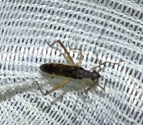 Collaria oculata