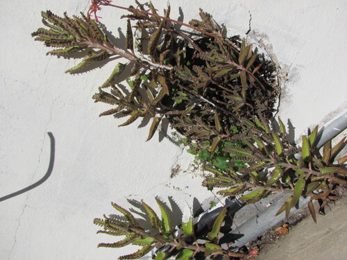 Kalanchoe × houghtonii, photograph 5