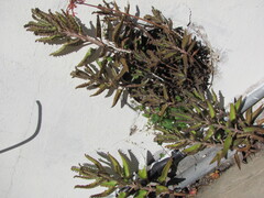 Kalanchoe × houghtonii, photograph (c) zebedeugalinha, some rights reserved (CC BY)