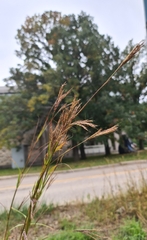 Andropogon gerardi