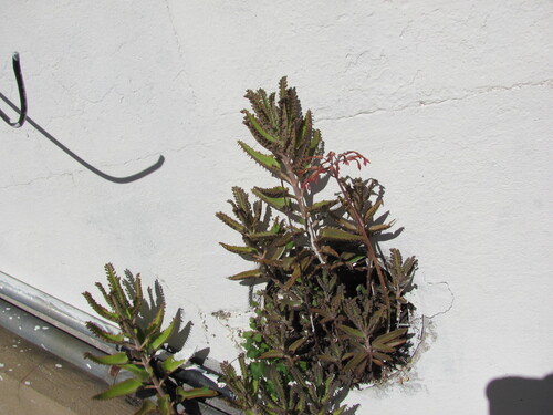 Kalanchoe × houghtonii, photograph 4