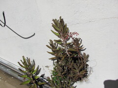 Kalanchoe × houghtonii, photograph (c) zebedeugalinha, some rights reserved (CC BY)