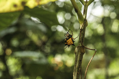 Gasteracantha theisi