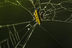 Gasteracantha taeniata