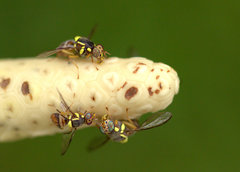 Bactrocera dorsalis