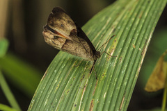 Mycalesis discobolus