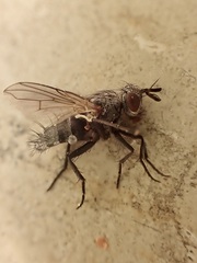 Triarthria setipennis