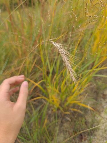 Elymus canadensis