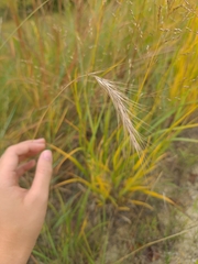 Elymus canadensis