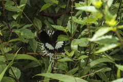 Papilio ambrax
