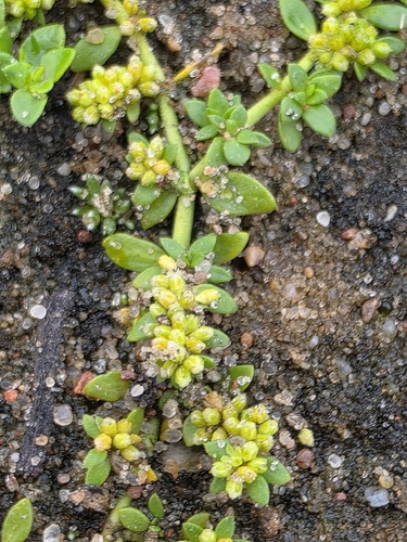 Smooth Rupturewort