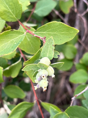 author not stated, no rights reserved Symphoricarpos occidentalis, photograph author not stated, no rights reserved
