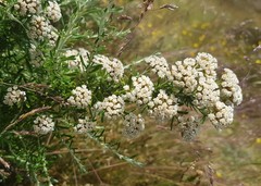 Ozothamnus thyrsoideus