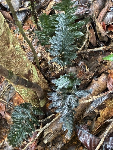 Abrodictyum dentatum observed 2026-09-26