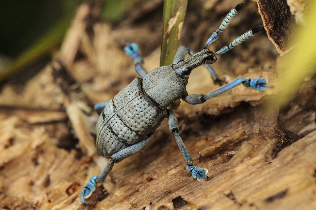 Eupholus amalulu