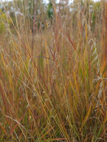 Bouteloua curtipendula, photograph 4