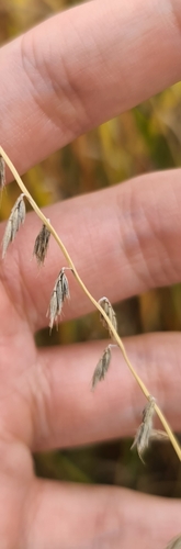 Bouteloua curtipendula, photograph 5