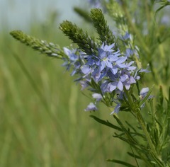 Veronica austriaca, photograph (c) Tatyana Sova, some rights reserved (CC BY)