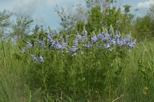 Veronica austriaca