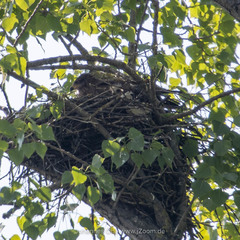 Milvus migrans migrans