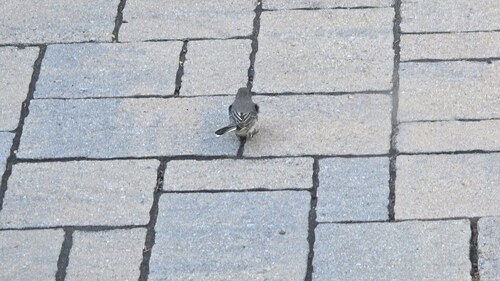 Dark-eyed Junco