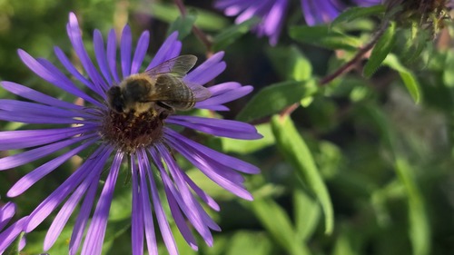 Western Honey Bee