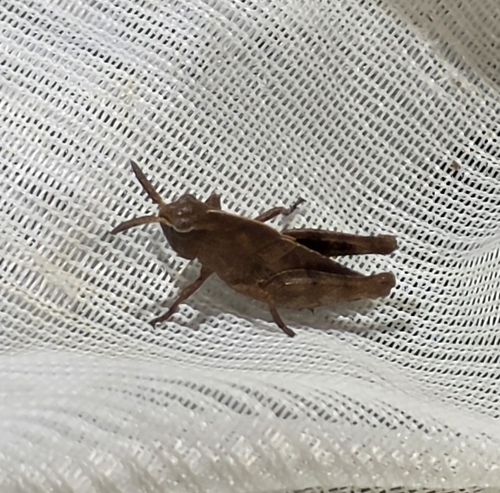 Green-striped Grasshopper