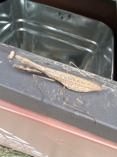 Asian Jumping Mantis