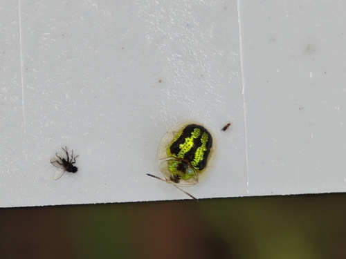 Green Tortoise Beetle