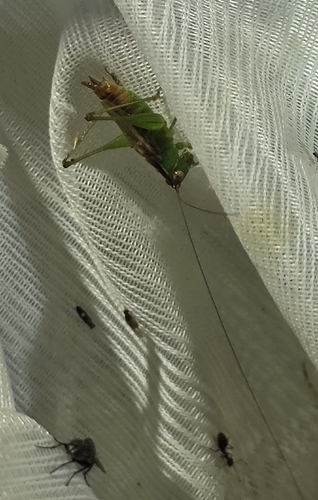 Short-winged Meadow Katydid