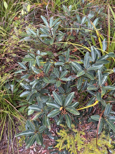 Tristaniopsis glauca observed 2026-09-26