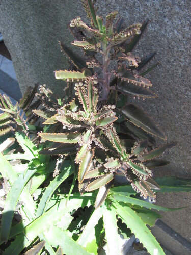 Kalanchoe × houghtonii, photograph 2