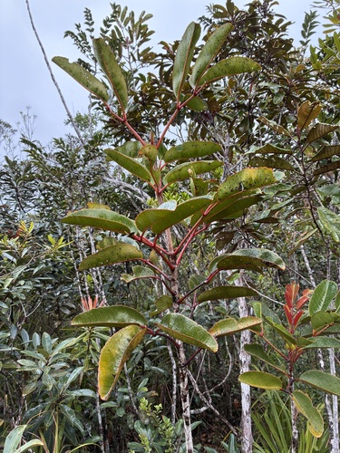 Cunonia macrophylla observed 2026-09-26