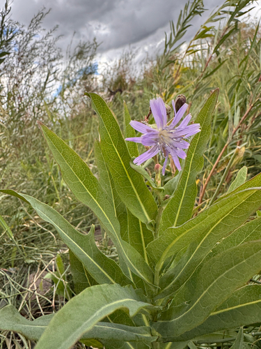 common blue lettuce